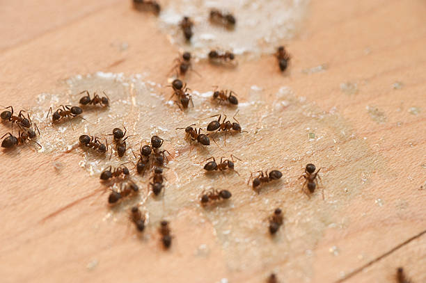 Best Ant Control Services  in Travilah, MD