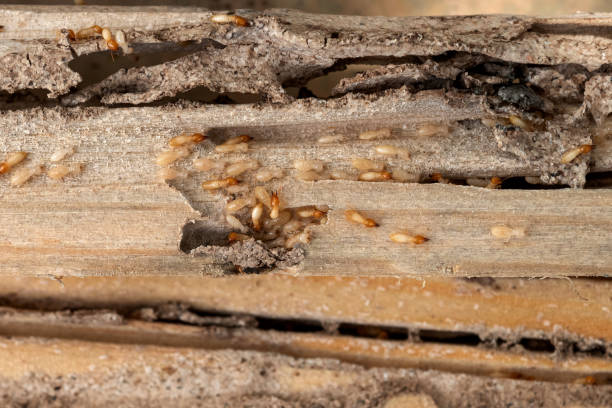 Best Commercial Pest Control Services  in Travilah, MD