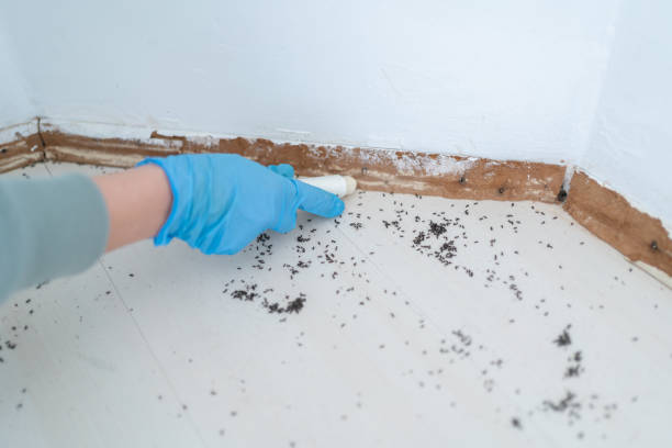 Reliable Travilah, MD Pest Control Solutions